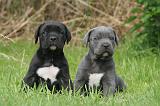 CANE CORSO 1263